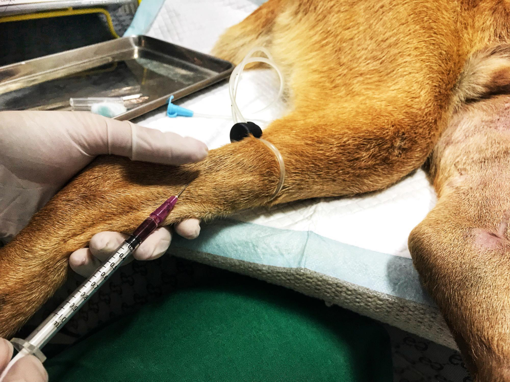 asepsia-y-antisepsia-en-cirugia-veterinaria-bioseguridad