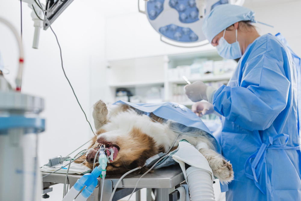 asepsia-y-antisepsia-en-cirugia-veterinaria-mala-practica