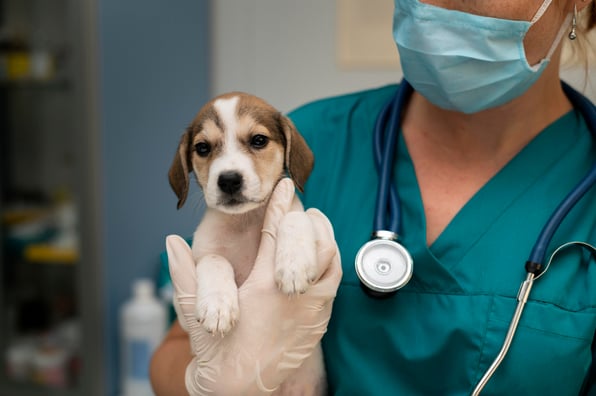 cuanto-gana-veterinario-colombia