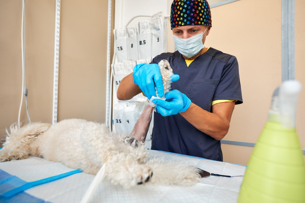 tipo-de-sutura-cirugia-veterinaria-materiales