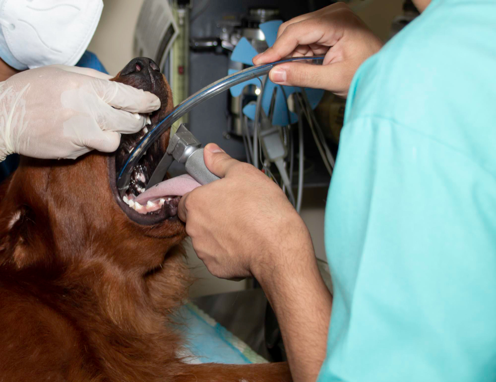 tipo-de-sutura-cirugia-veterinaria